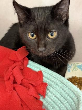 Bernie and Ralph, adoptable, Kitten Male Domestic Short Hair.