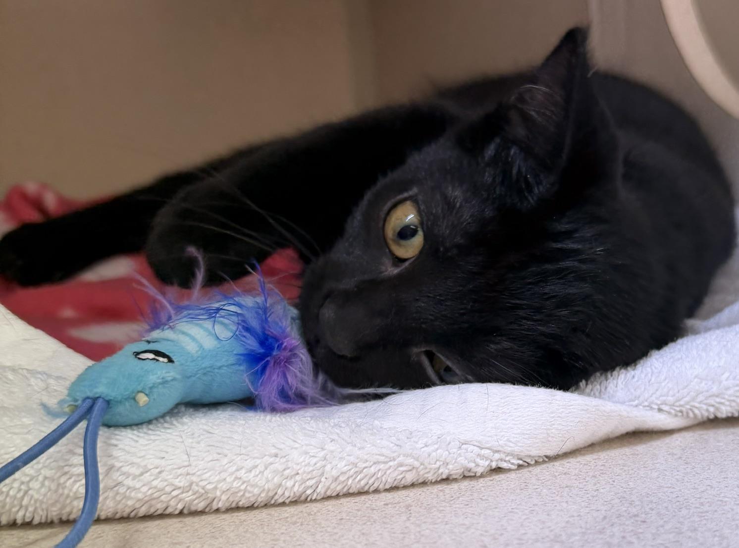 Enlarge Bernie and Ralph, an adoptable mixed breed in Salem, NH image 3/5