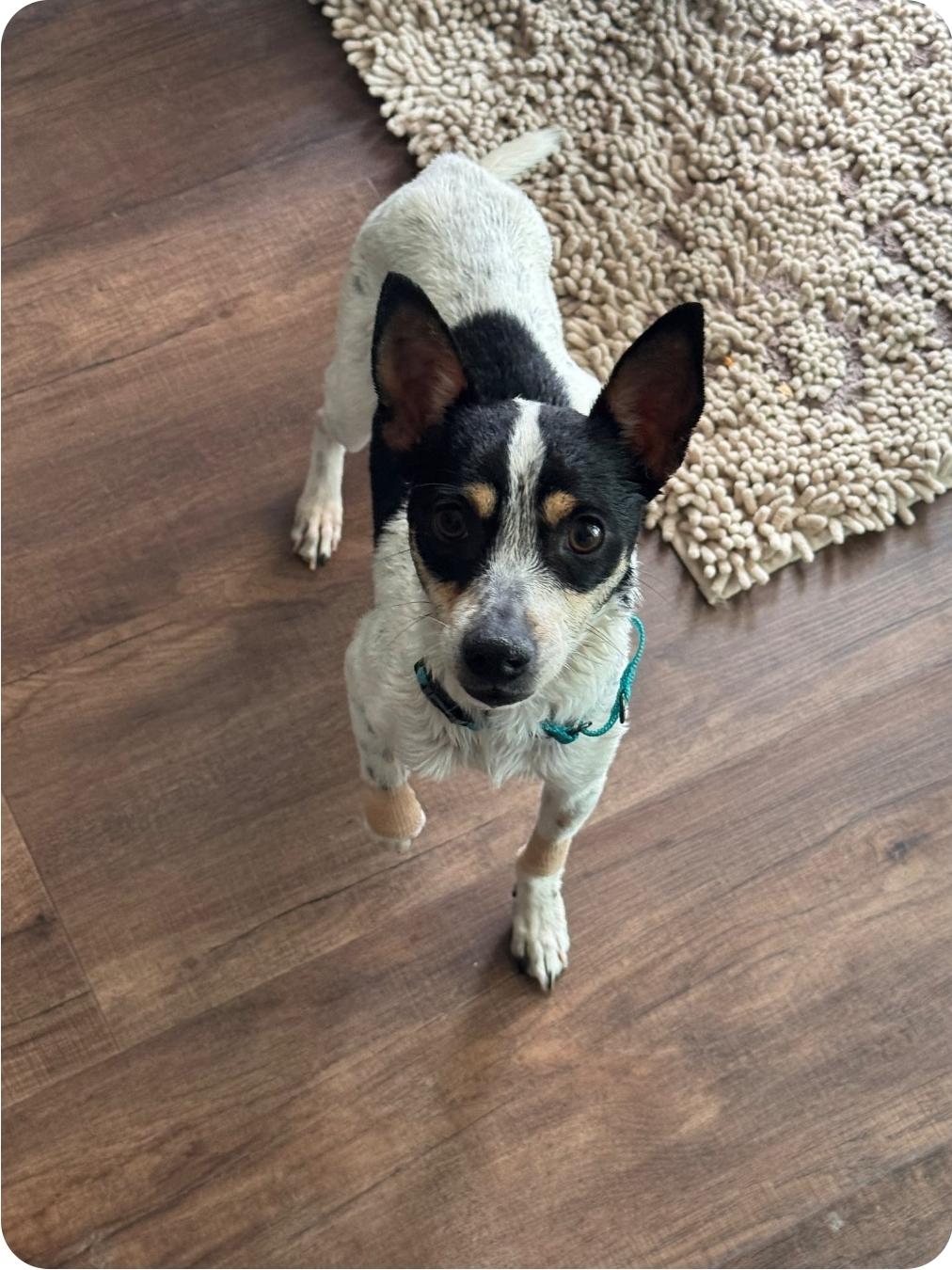 Enlarge Taco, a ADOPTABLE mixed breed in Paramus, NJ image 6/6