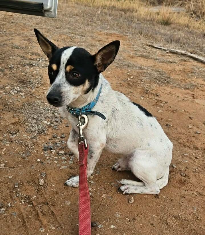 Taco, ADOPTABLE, Young Male Mixed Breed.