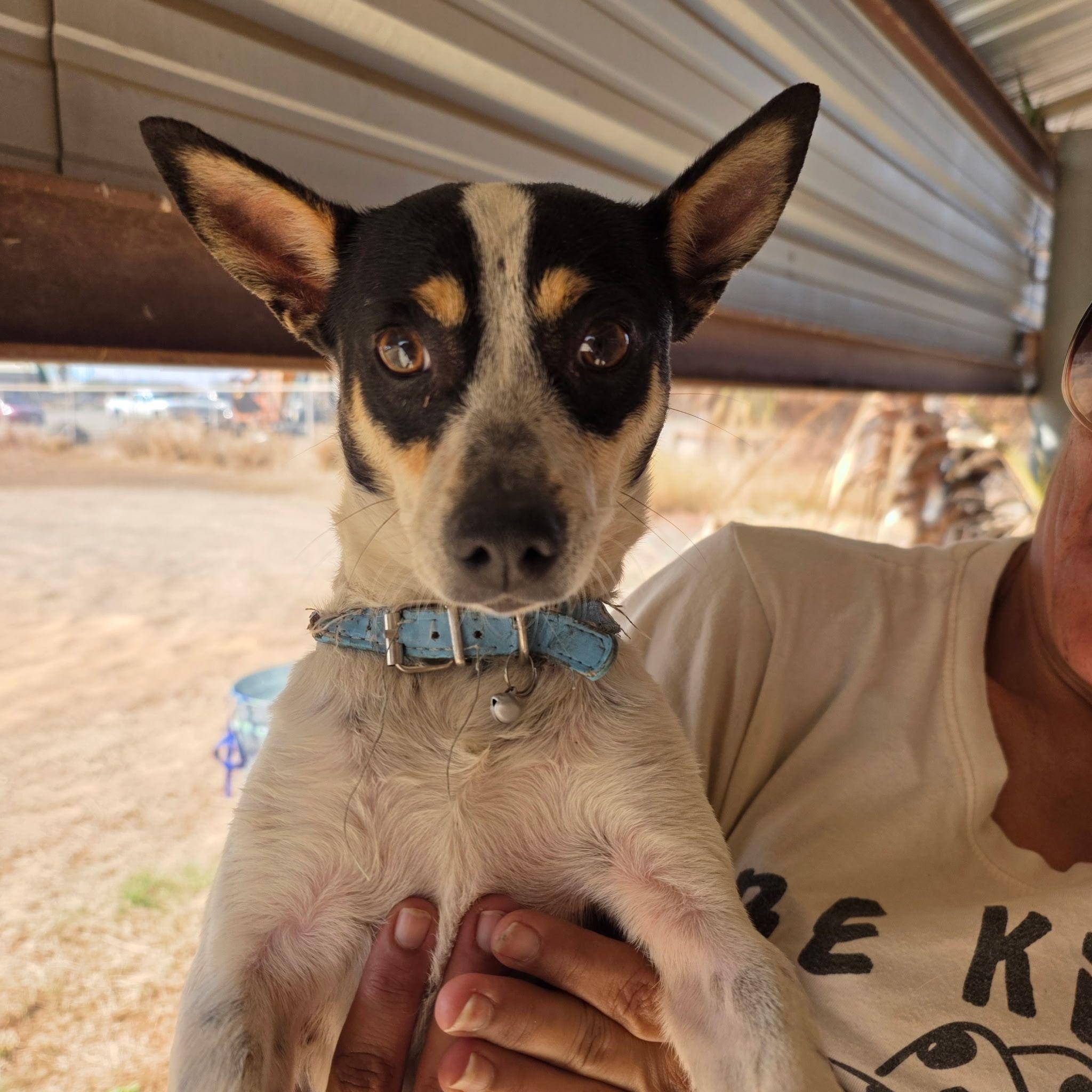 Enlarge Taco, a ADOPTABLE mixed breed in Paramus, NJ image 2/6