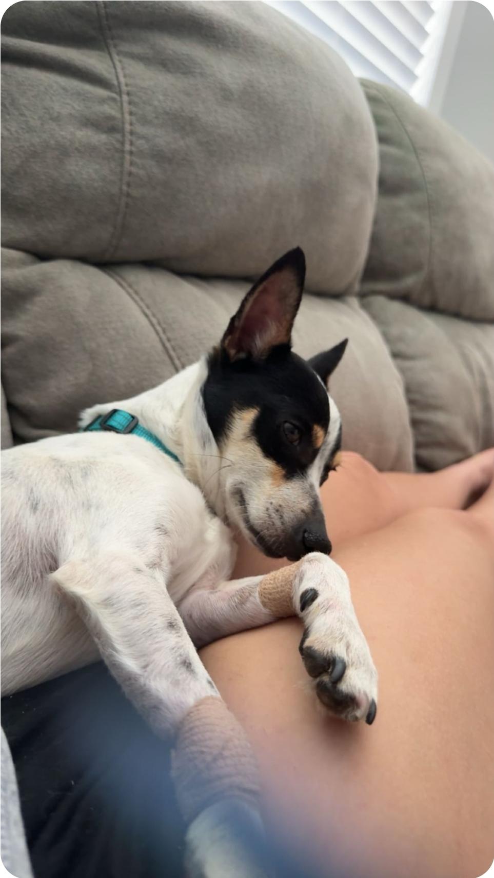 Enlarge Taco, a ADOPTABLE mixed breed in Paramus, NJ image 4/6