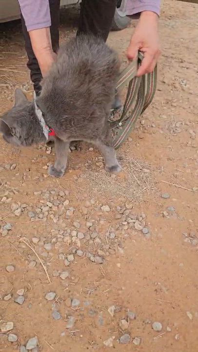 Enlarge Taco, a ADOPTABLE mixed breed in Paramus, NJ video 3/6