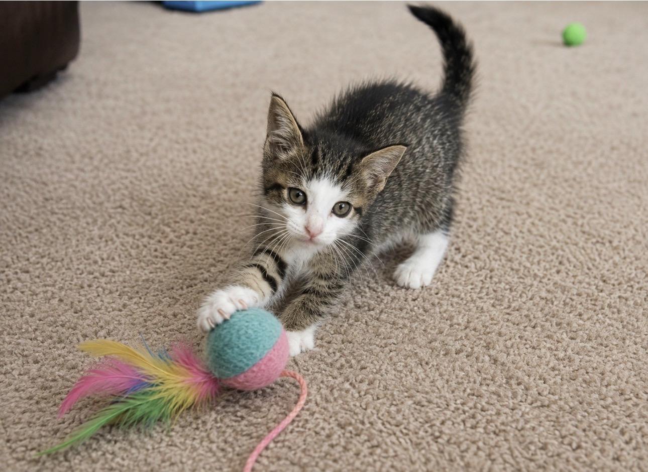 Enlarge Zoe - polydactyl - Adopted 9/8/26, an adopted mixed breed in Livonia, MI image 4/5