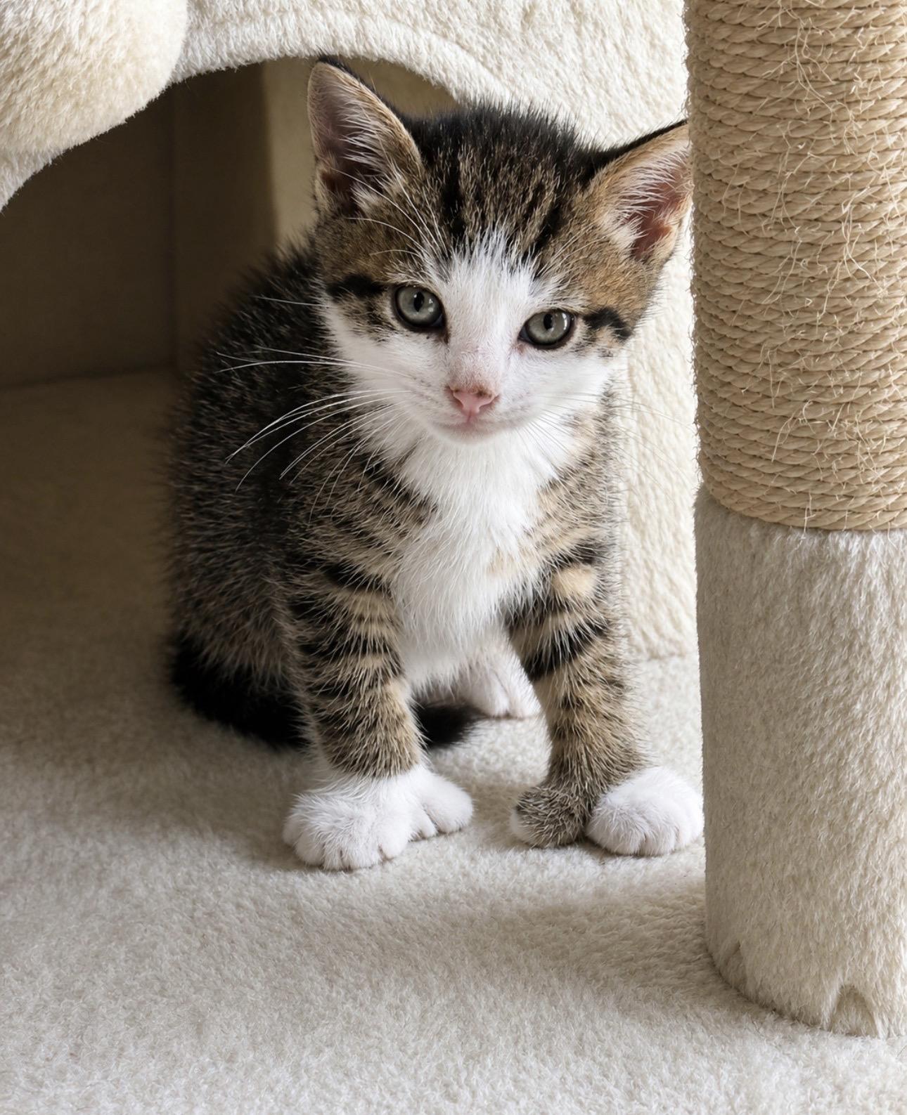 Enlarge Zoe - polydactyl - Adopted 9/8/26, an adopted mixed breed in Livonia, MI image 3/5