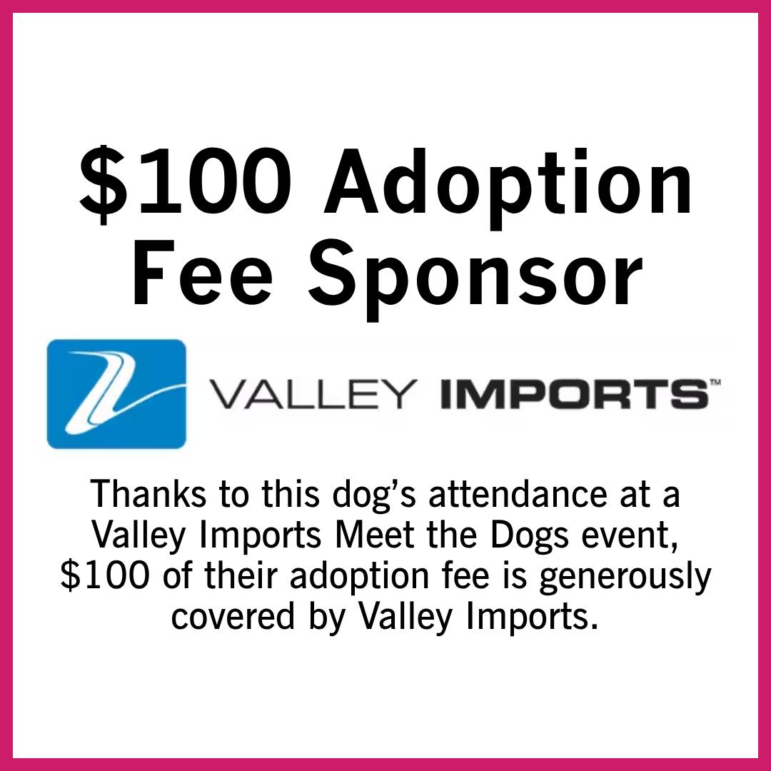 Valkyrie, Adoptable, Adult Female Catahoula Leopard Dog.