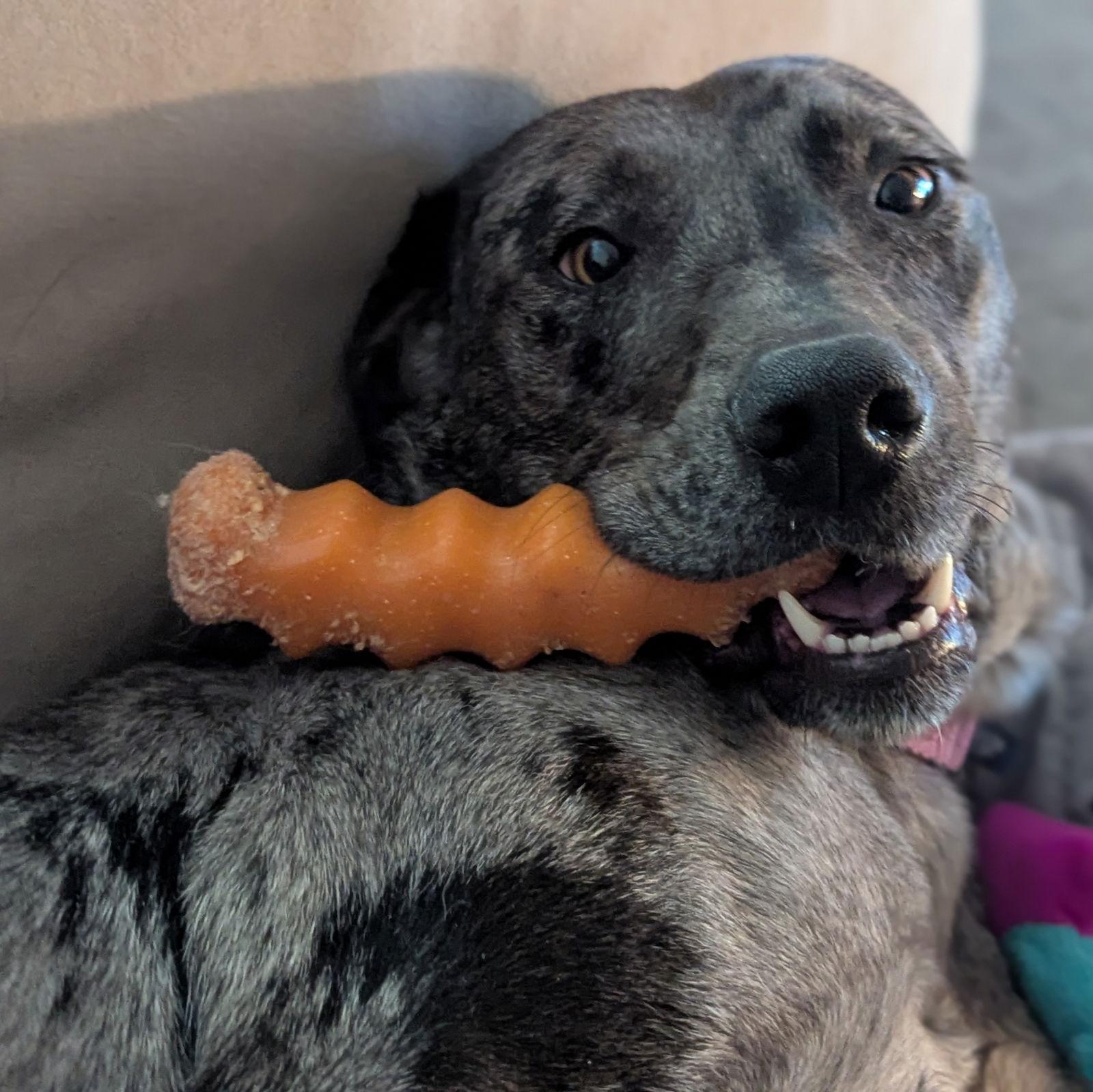 Valkyrie, a Adoptable Catahoula Leopard Dog in Fargo, ND image 2/3
