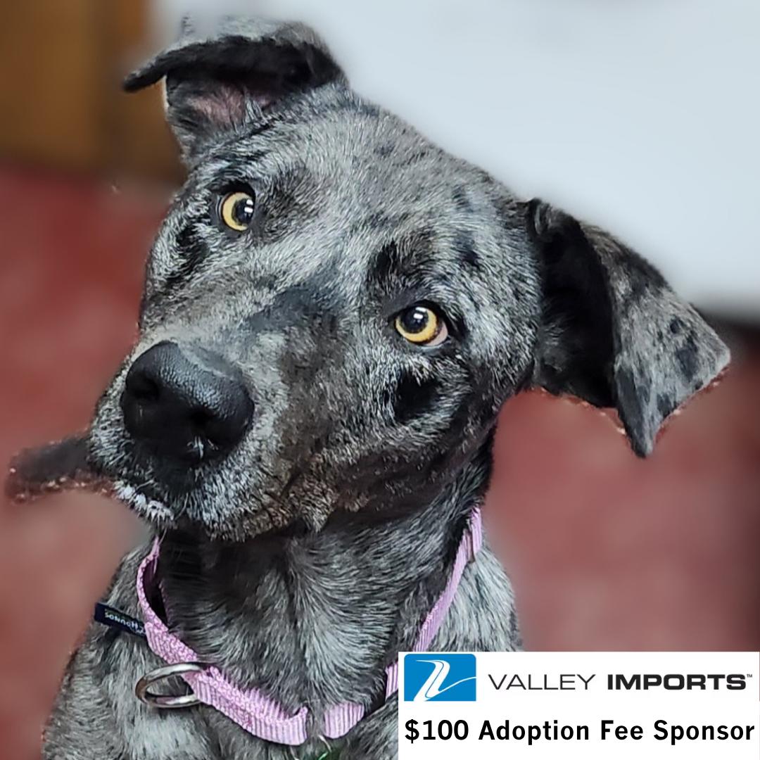 Valkyrie, a Adoptable Catahoula Leopard Dog in Fargo, ND image 3/3