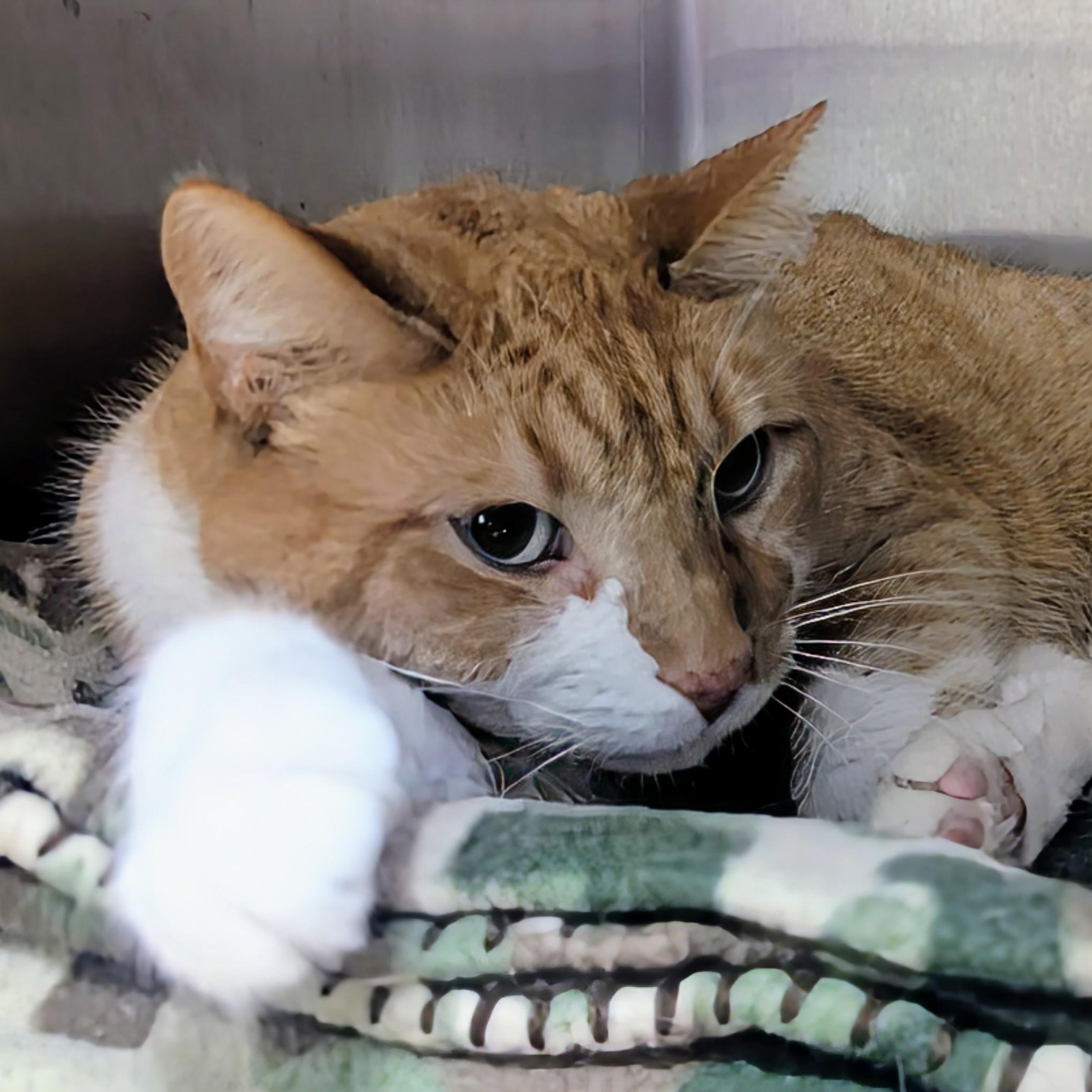 Tommy, adopted, Senior Male Domestic Short Hair.