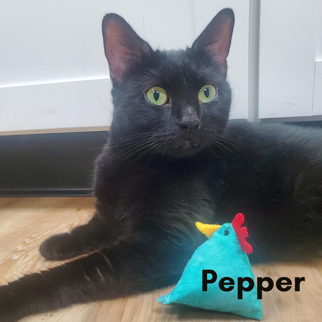 Pepper, ADOPTABLE, Adult Female Domestic Short Hair.