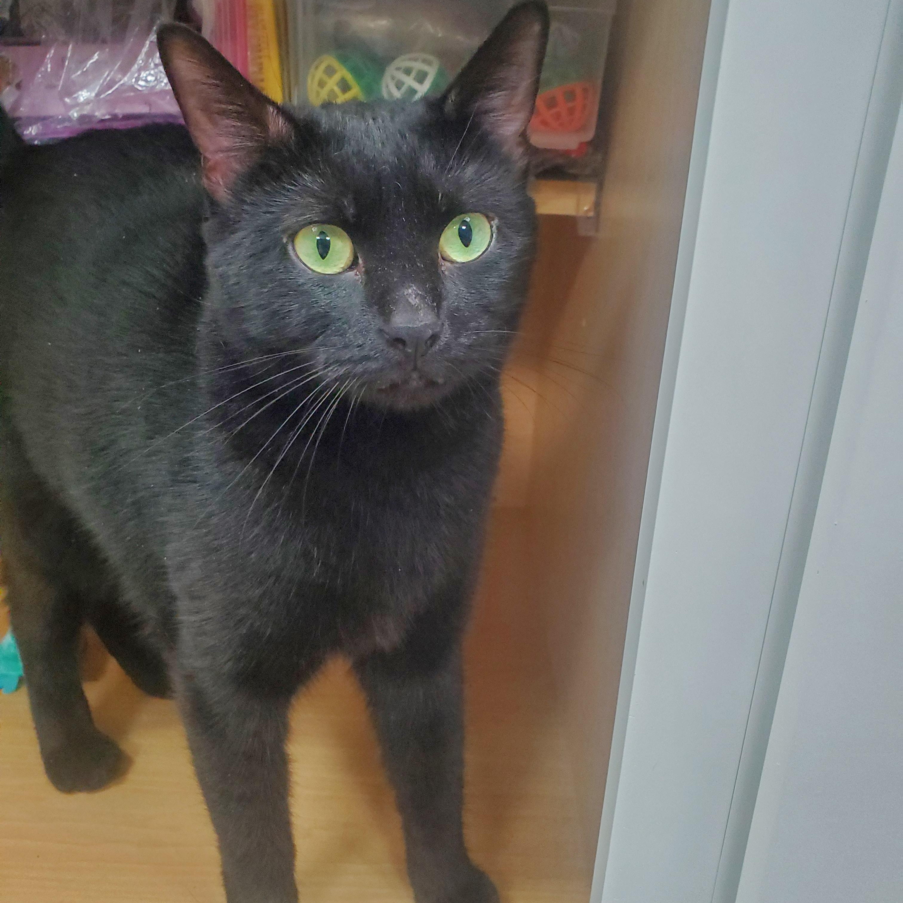 Enlarge Pepper, a ADOPTABLE Domestic Short Hair in New Haven, CT image 4/6