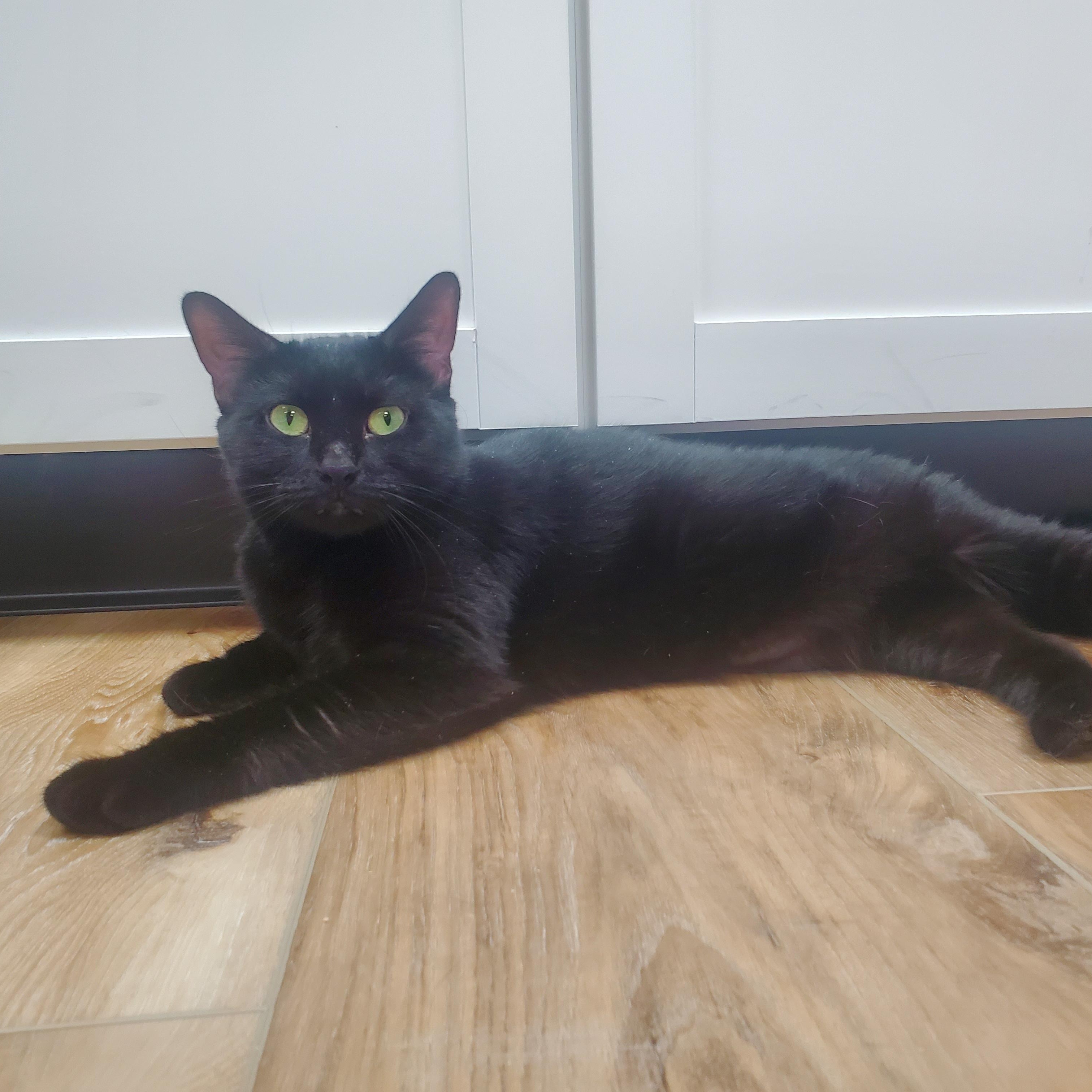 Enlarge Pepper, a ADOPTABLE Domestic Short Hair in New Haven, CT image 5/6
