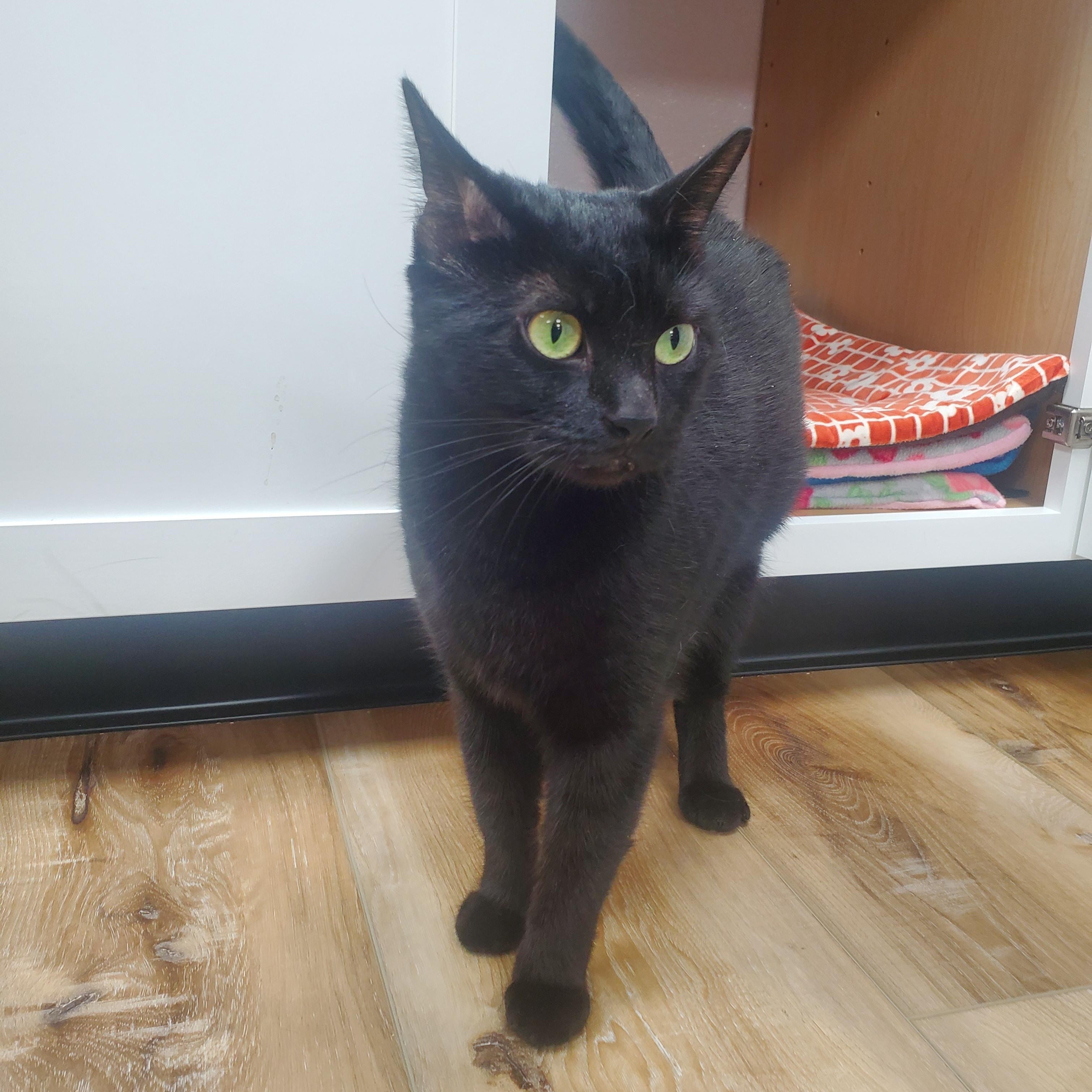 Enlarge Pepper, a ADOPTABLE Domestic Short Hair in New Haven, CT image 2/6