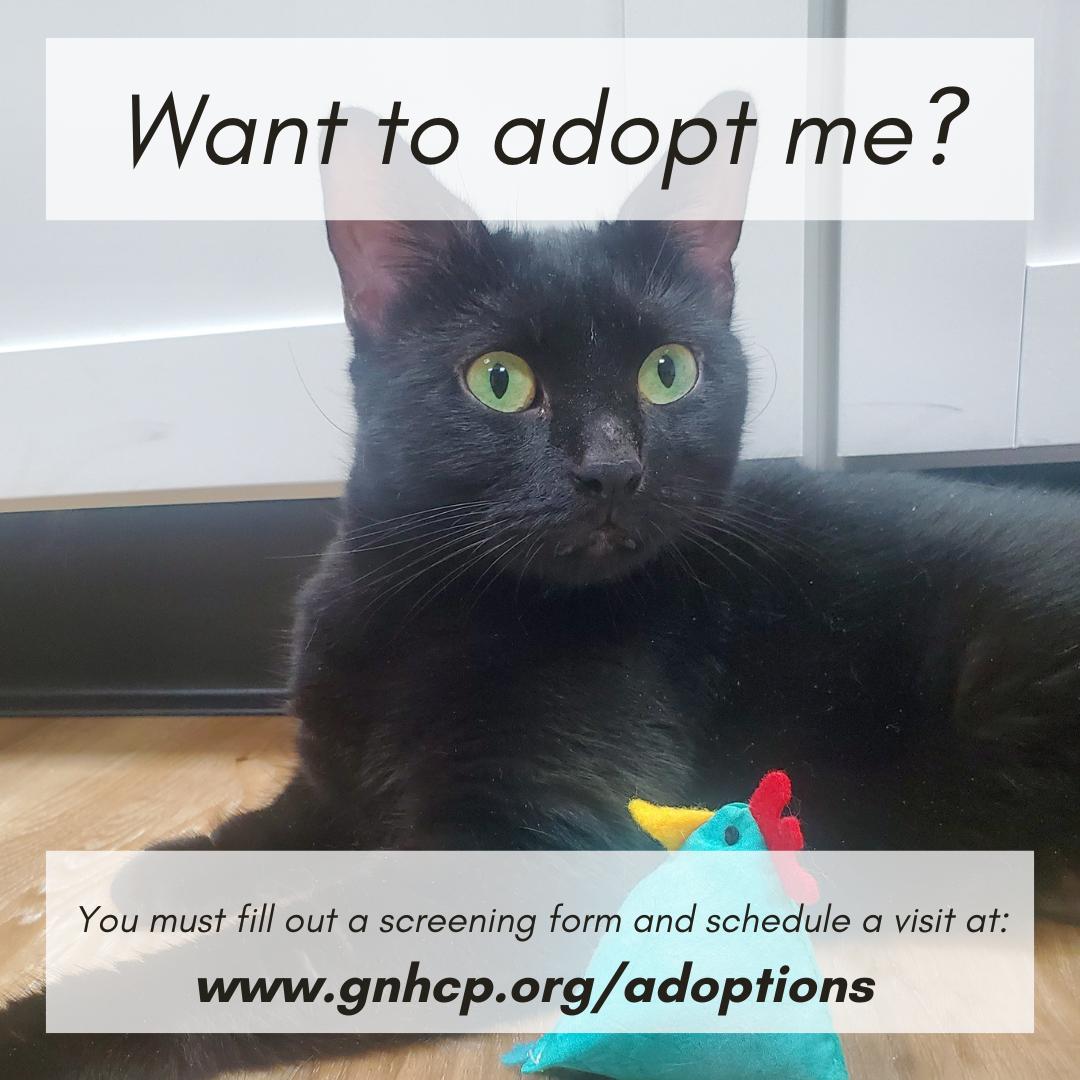 Enlarge Pepper, a ADOPTABLE Domestic Short Hair in New Haven, CT image 6/6