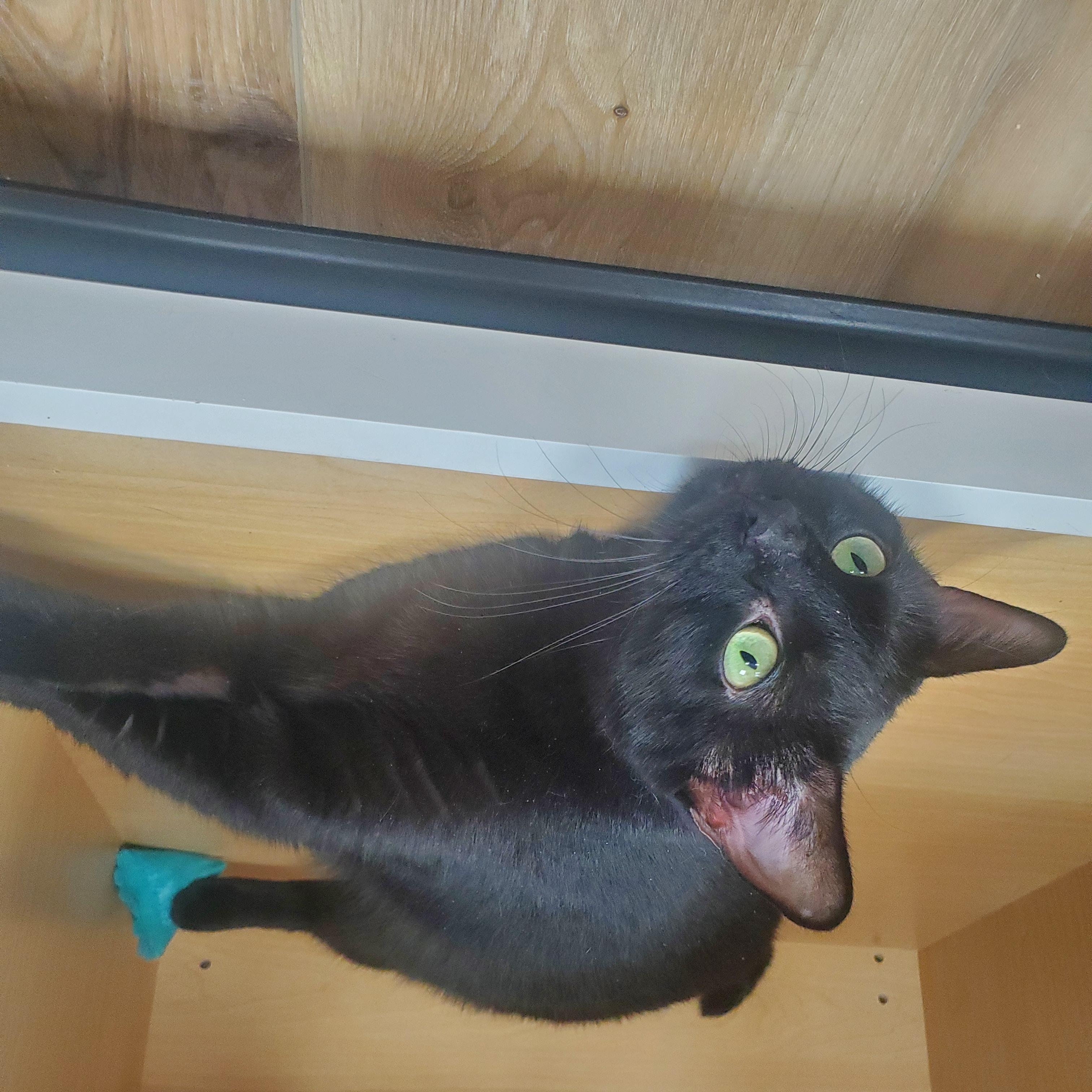Enlarge Pepper, a ADOPTABLE Domestic Short Hair in New Haven, CT image 3/6