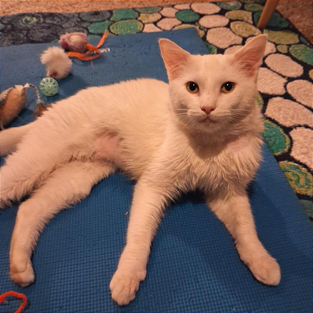 Cool Whip, Adoptable, Adult Male Domestic Short Hair.