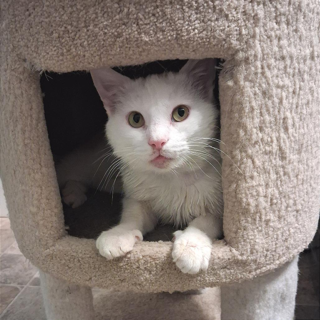 Enlarge Cool Whip, a Adoptable Domestic Short Hair in Enfield, NH image 2/2