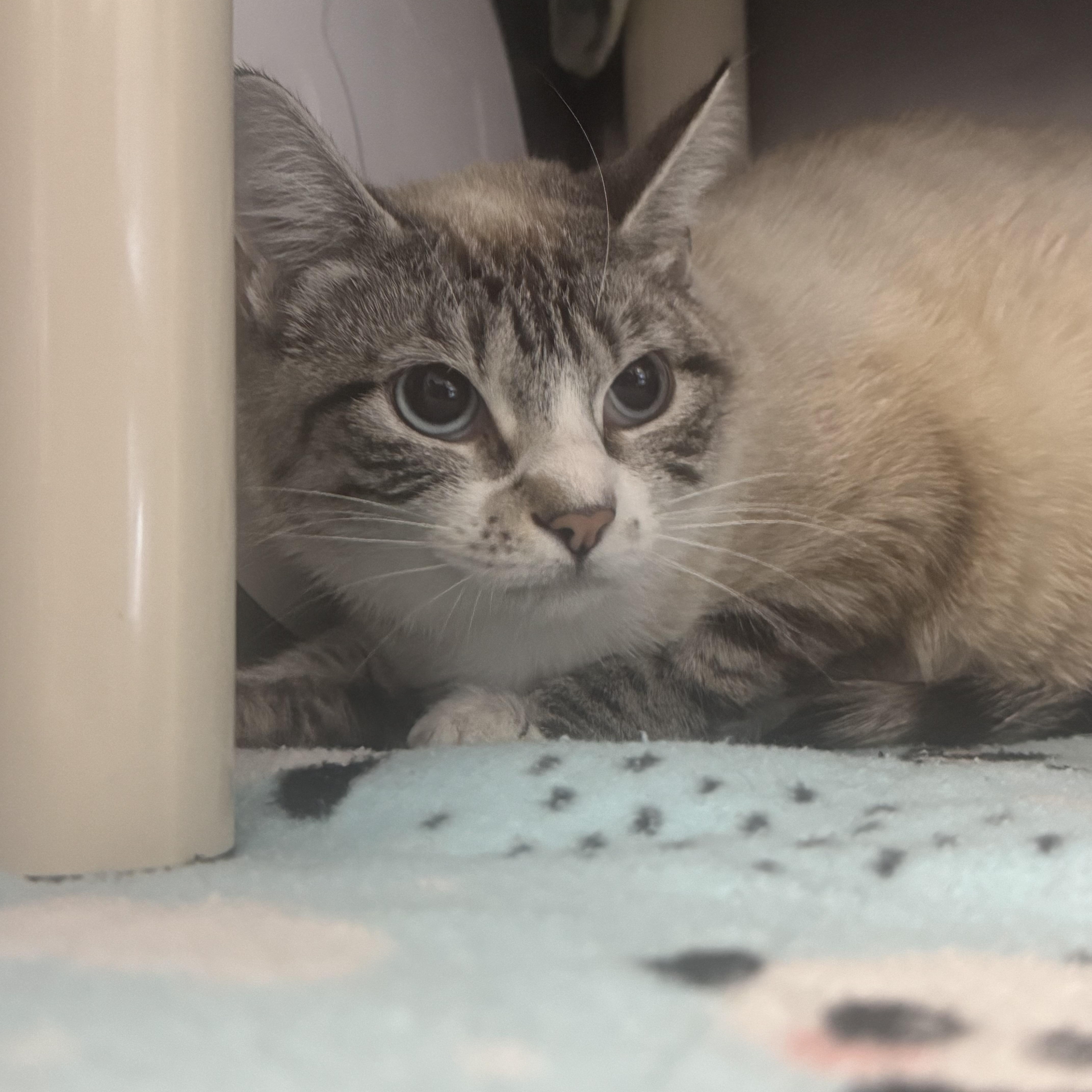 Catniss Everclean, ADOPTABLE, Adult Female Domestic Short Hair.