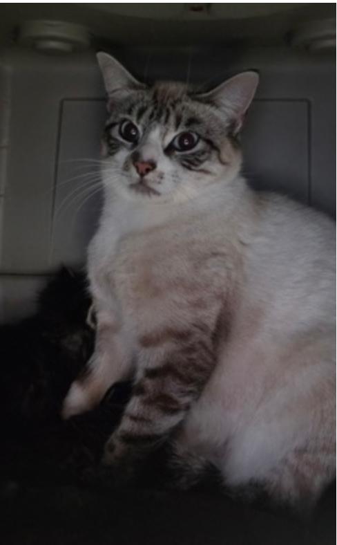 Enlarge Catniss Everclean, a ADOPTABLE mixed breed in Marshall, NC image 2/3