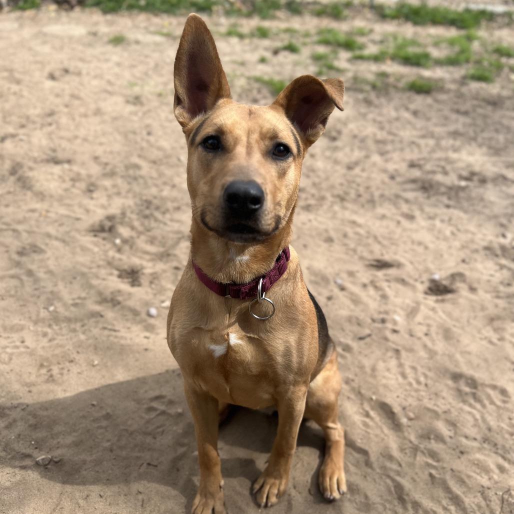 Enlarge Corsica, a Adoptable Mixed Breed in Pensacola, FL image 1/3