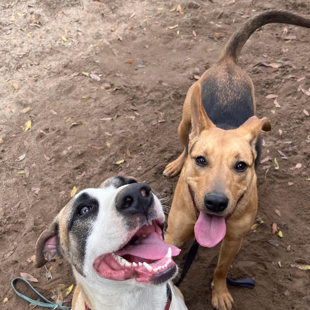 Enlarge Corsica, a Adoptable Mixed Breed in Pensacola, FL image 2/3