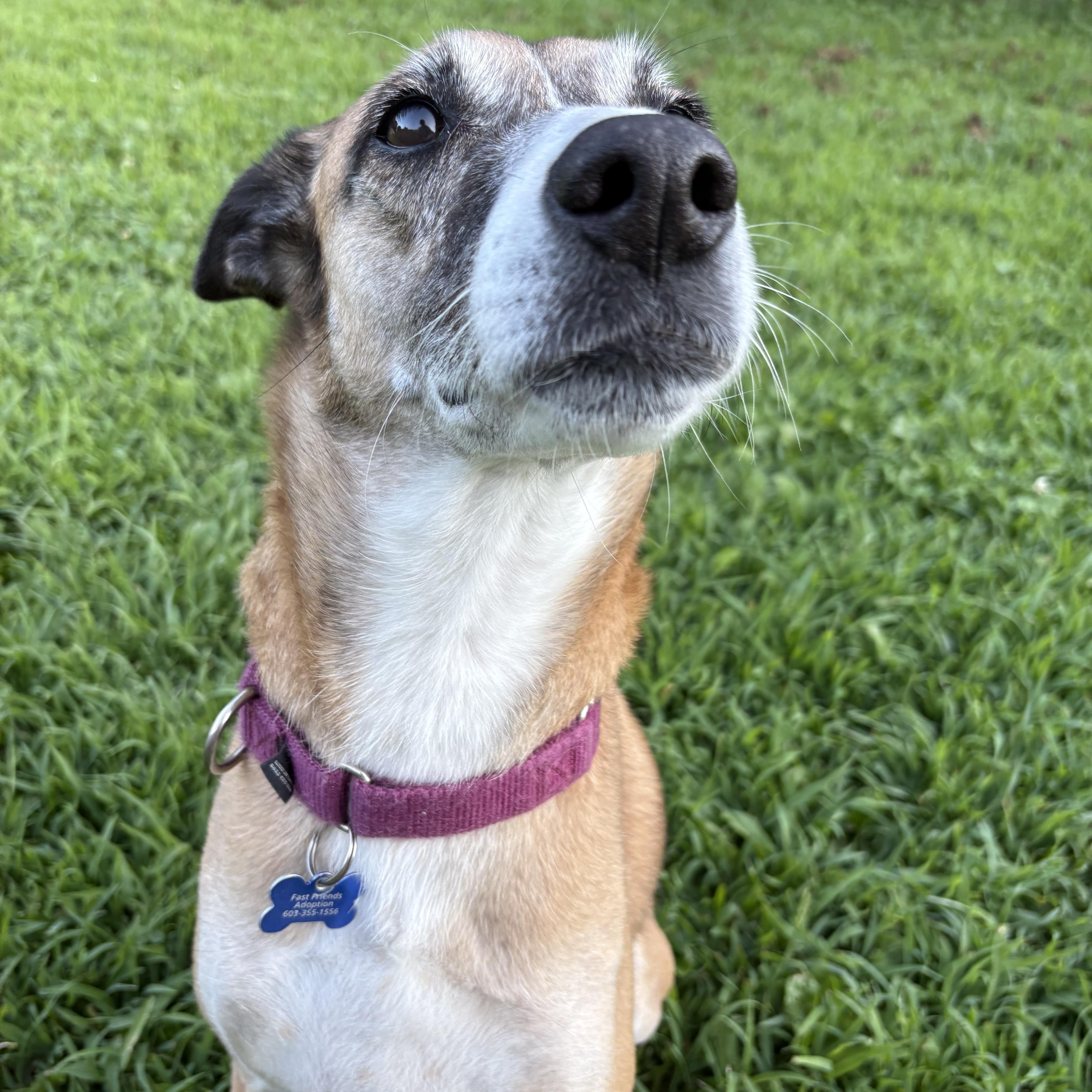 Enlarge Ava, a Adoptable mixed breed in Swanzey, NH image 2/6