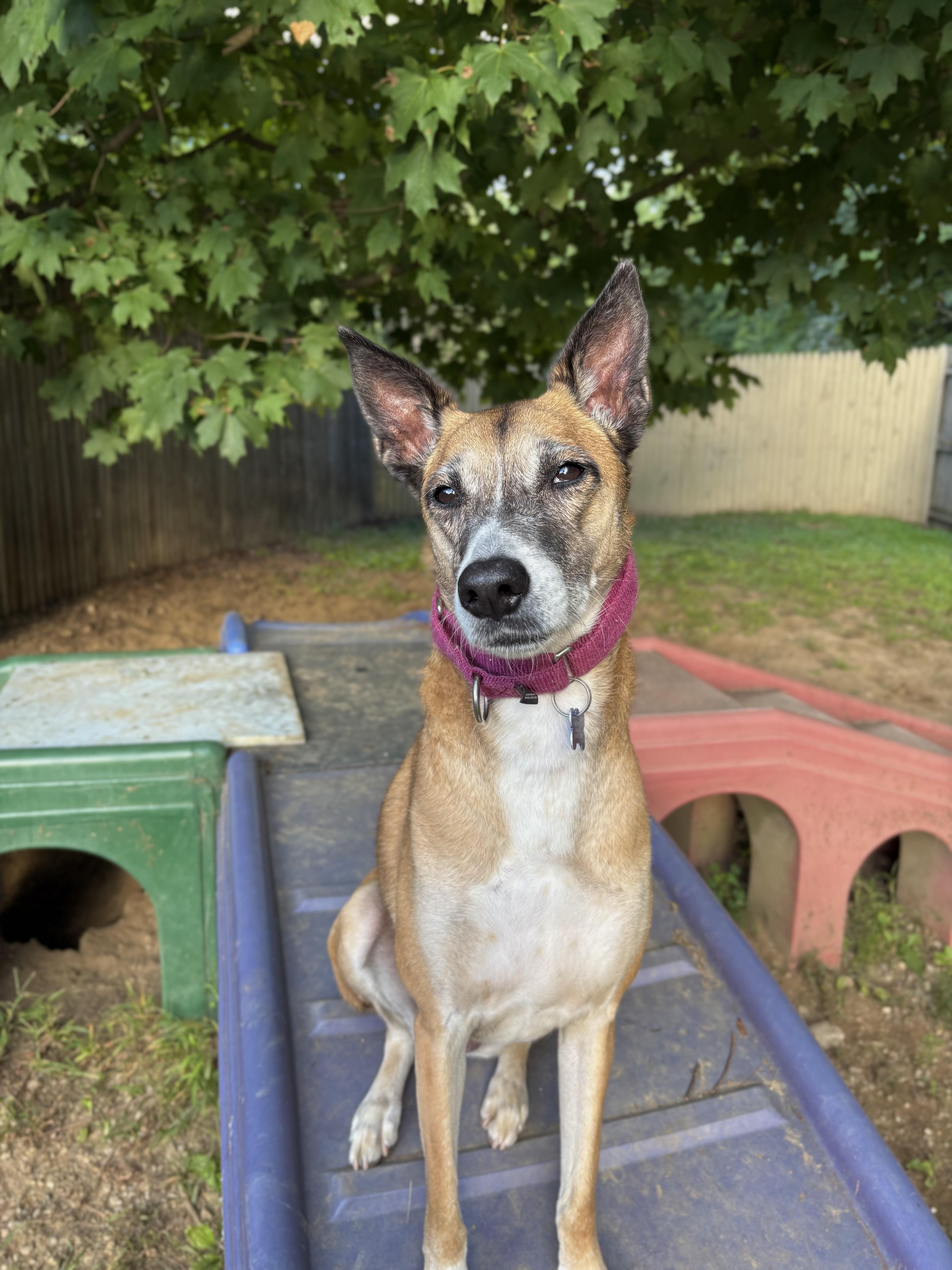 Enlarge Ava, a Adoptable mixed breed in Swanzey, NH image 1/6