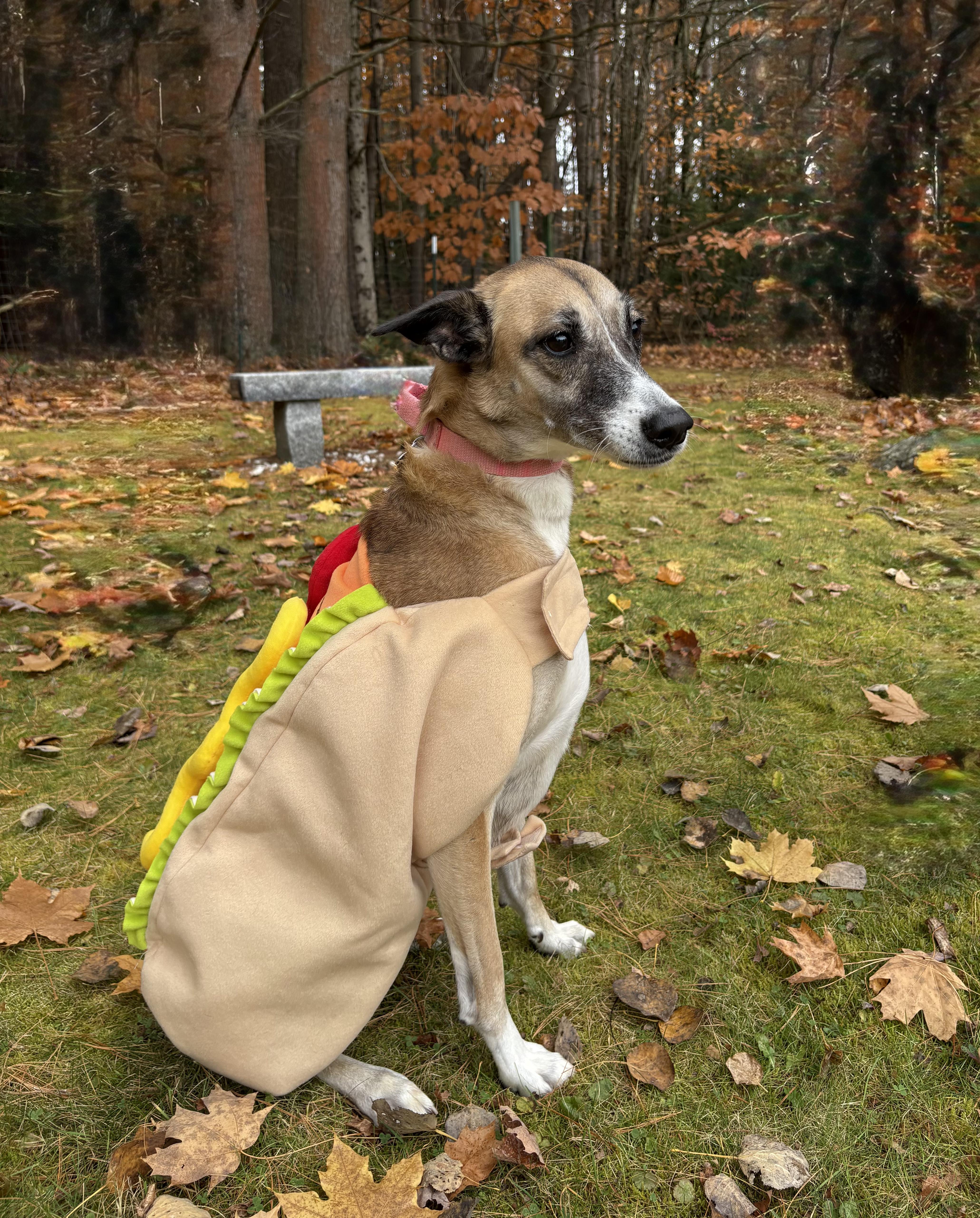 Ava, a Adoptable mixed breed image 2/4