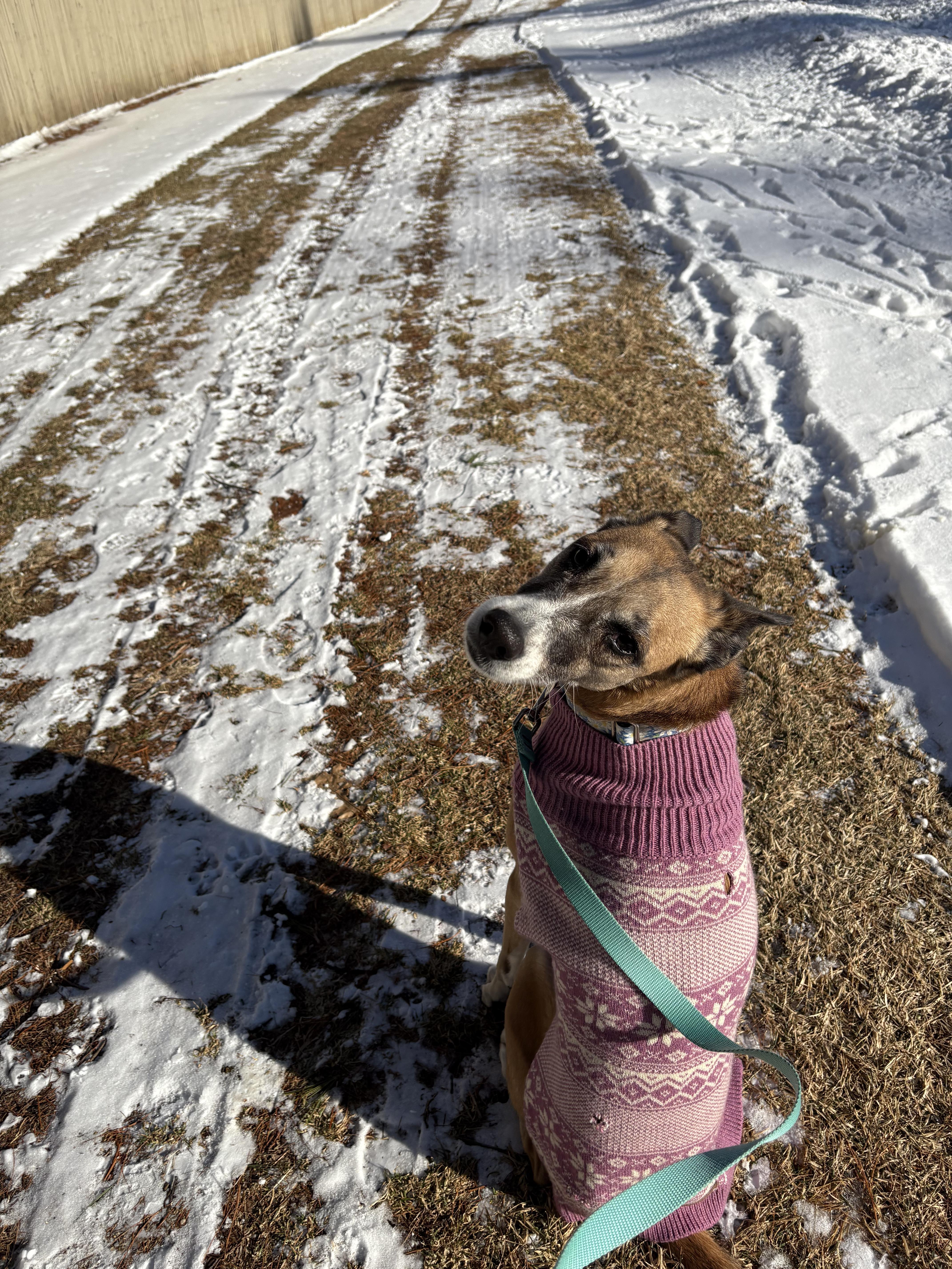 Ava, a Adoptable mixed breed image 3/4