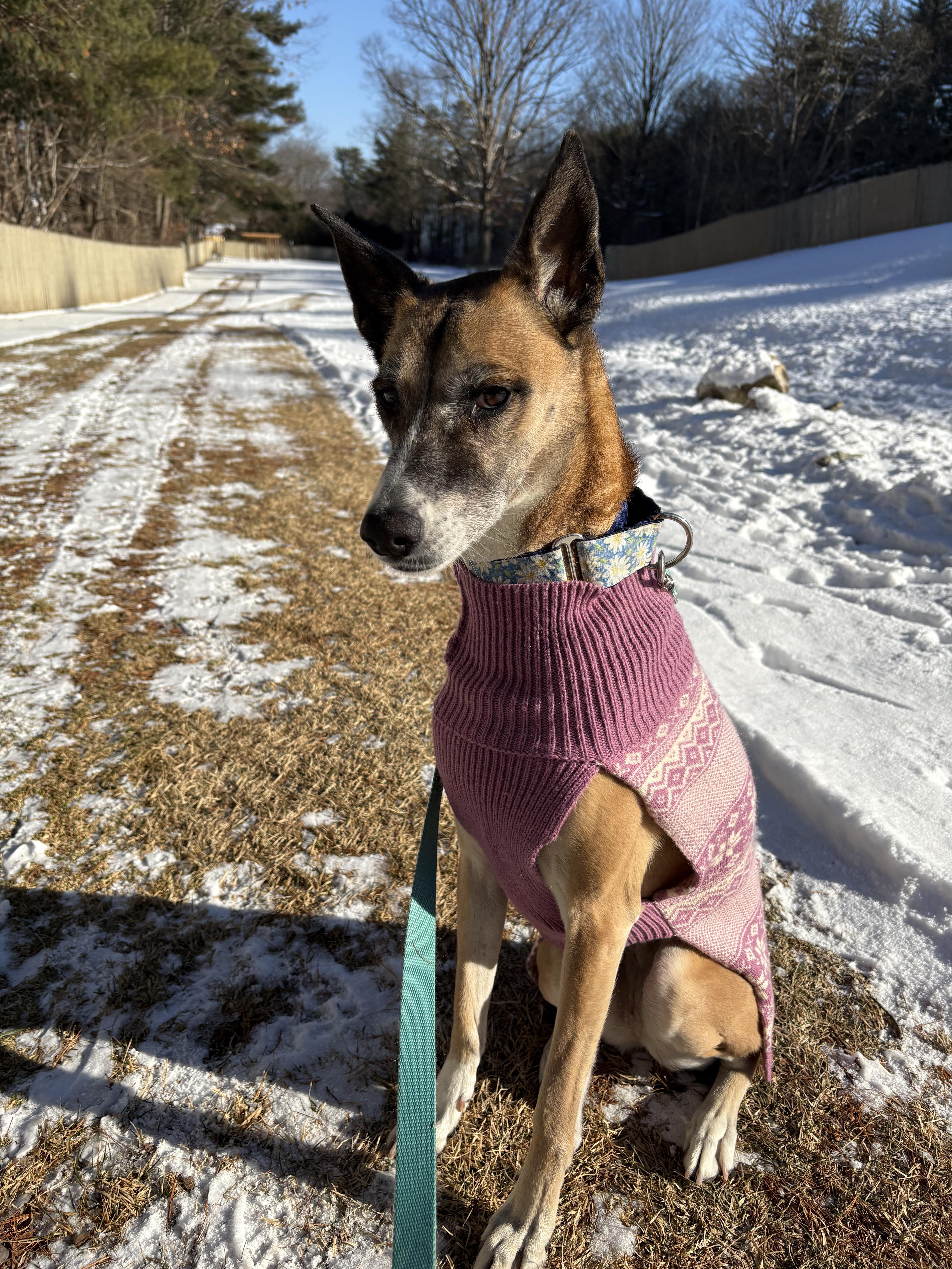 Ava, Adoptable, Adult Female Mountain Dog.