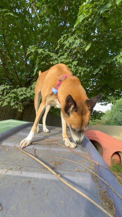 Enlarge Ava, a Adoptable mixed breed in Swanzey, NH video 4/6