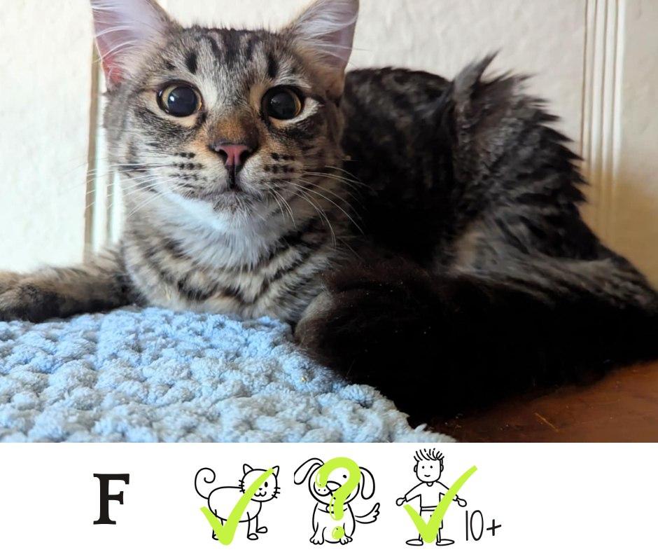 Missy, Adoptable, Adult Female Domestic Medium Hair.