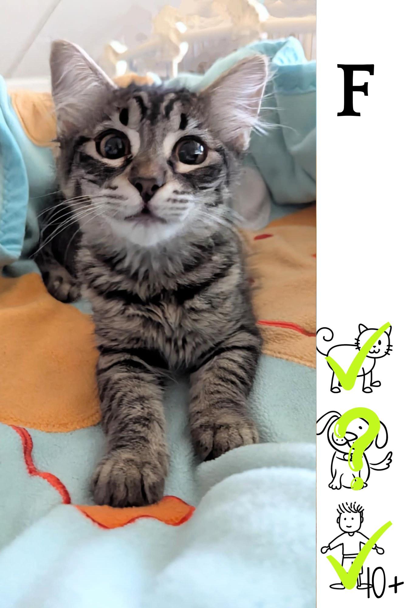 Missy, a Adoptable Domestic Medium Hair in Saint-Chrysostome, QC image 2/2