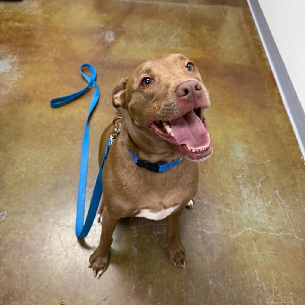 Davey, Adoptable, Adult Male Chocolate Labrador Retriever & Mixed Breed.