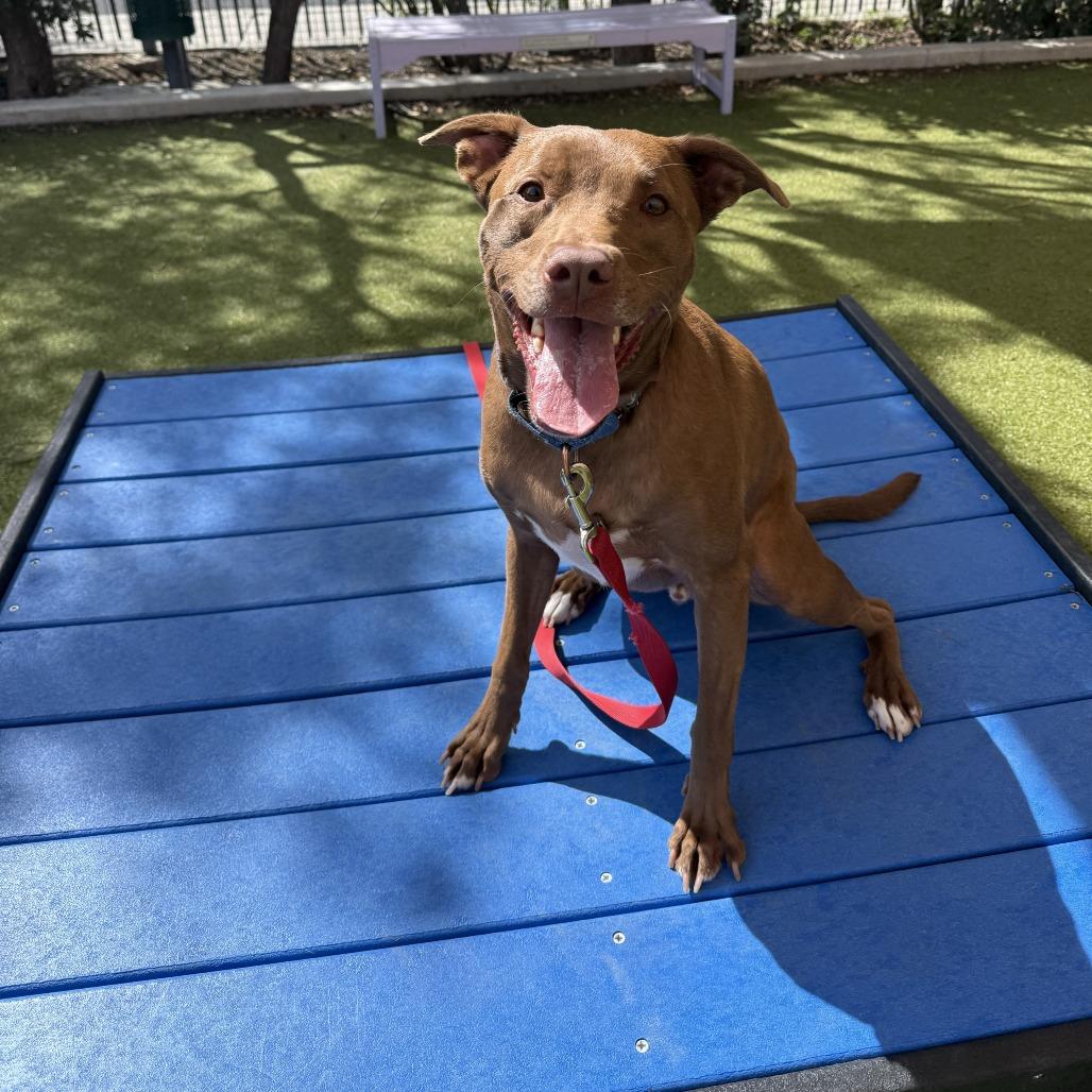 Enlarge Davey, a Adoptable mixed breed in Albuquerque, NM image 2/6