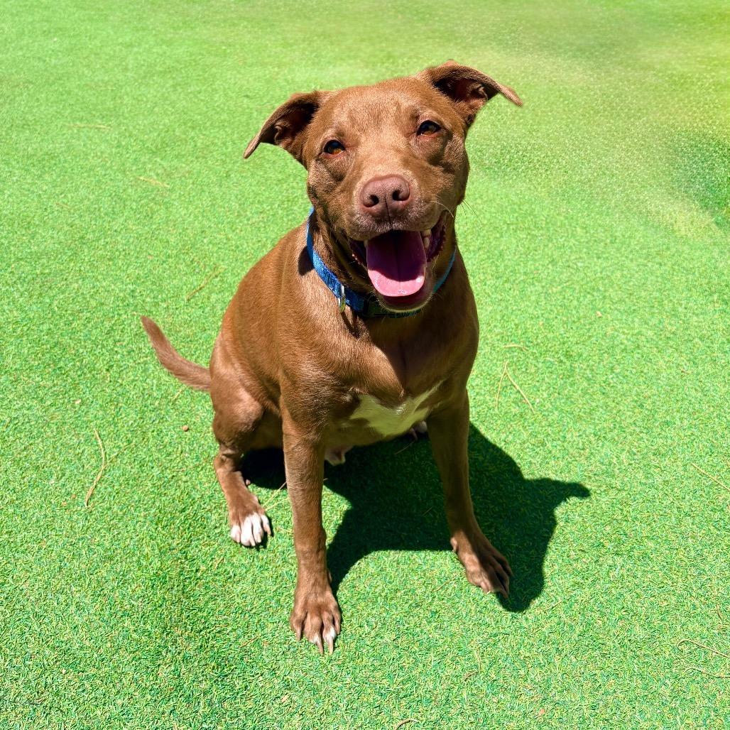 Enlarge Davey, a Adoptable mixed breed in Albuquerque, NM image 3/6
