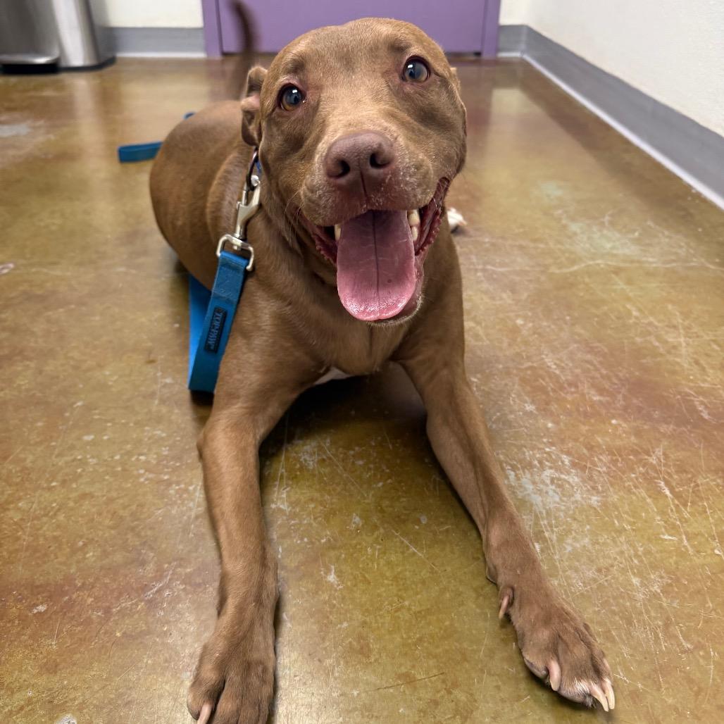 Enlarge Davey, a Adoptable mixed breed in Albuquerque, NM image 4/6
