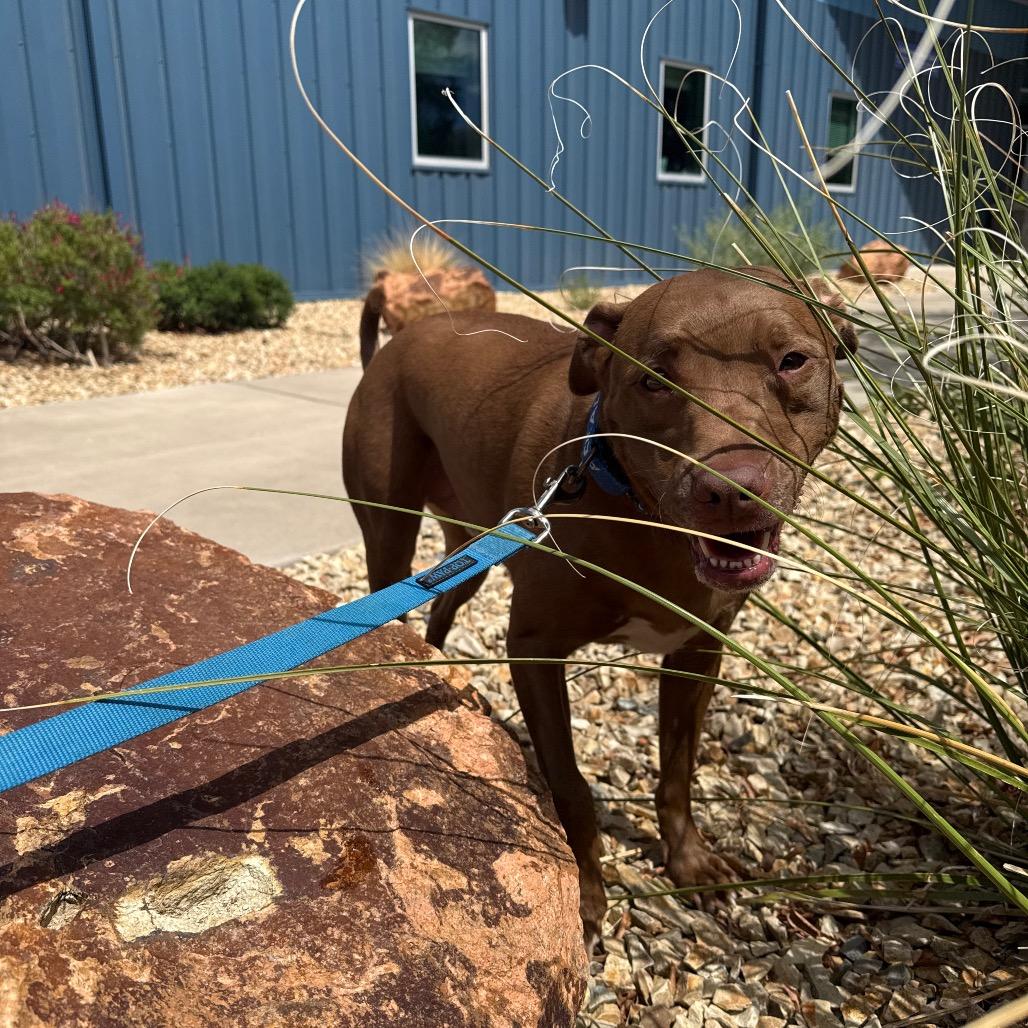 Enlarge Davey, a Adoptable mixed breed in Albuquerque, NM image 5/6