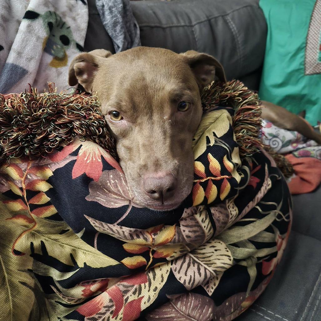 Enlarge Davey, a Adoptable mixed breed in Albuquerque, NM image 6/6