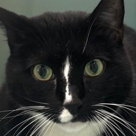 Tony, ADOPTABLE, Adult Male Domestic Short Hair.