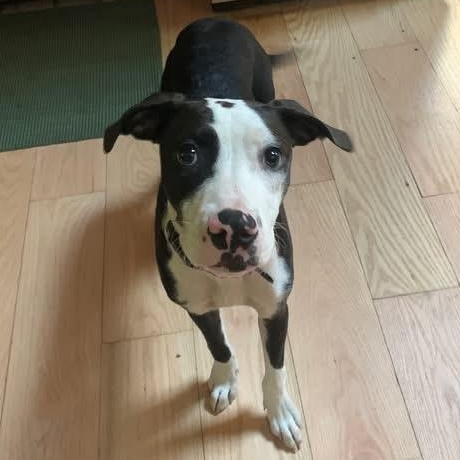Enlarge Dune, a Adoptable Mixed Breed in Highland, NY image 2/5