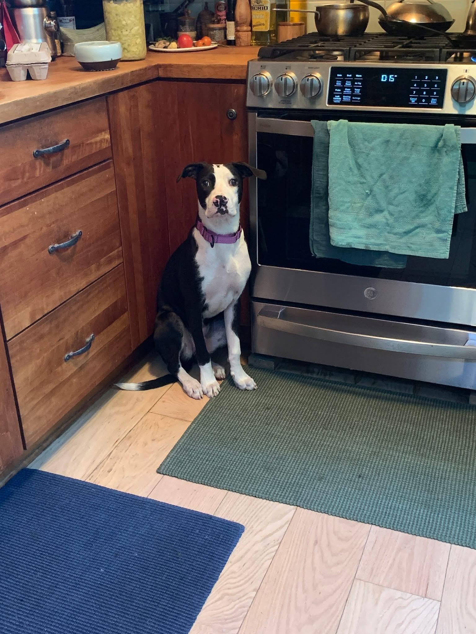 Enlarge Dune, a Adoptable Mixed Breed in Highland, NY image 4/5