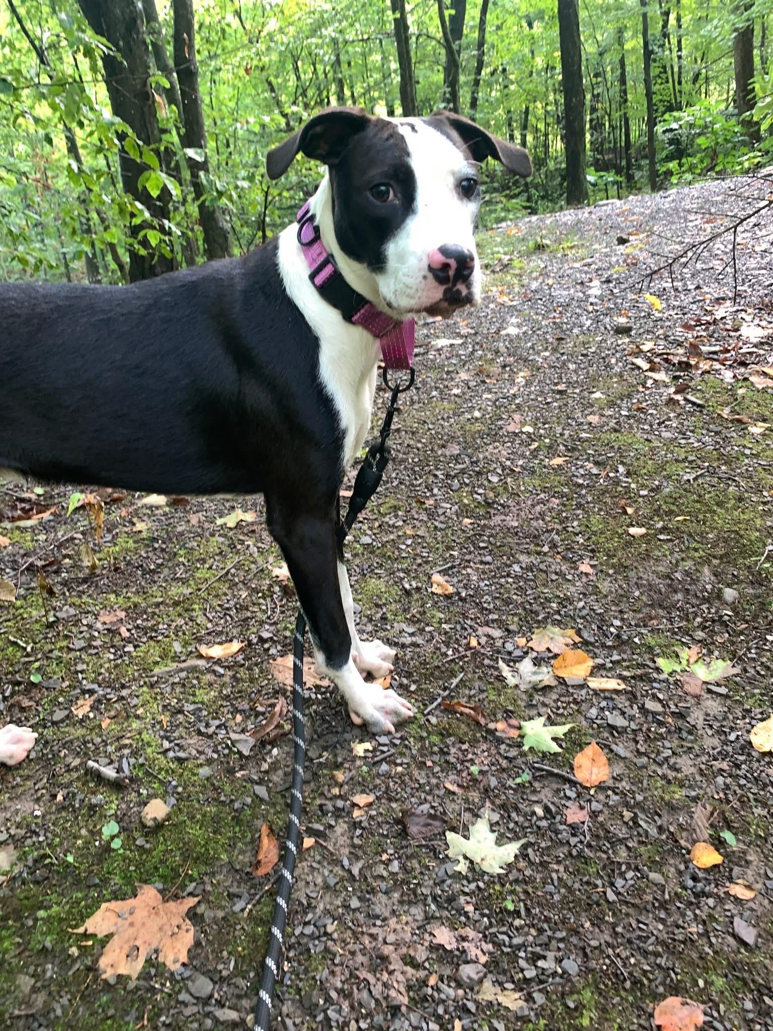 Dune, Adoptable, Puppy Male Mixed Breed.