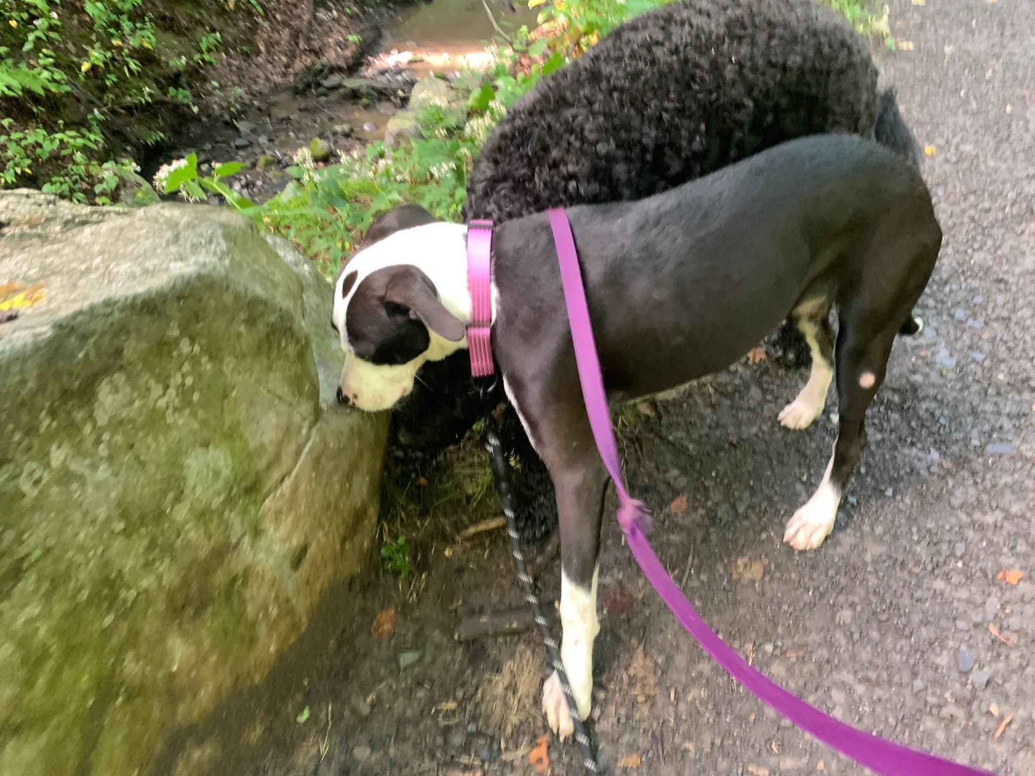 Enlarge Dune, a Adoptable Mixed Breed in Highland, NY image 5/5