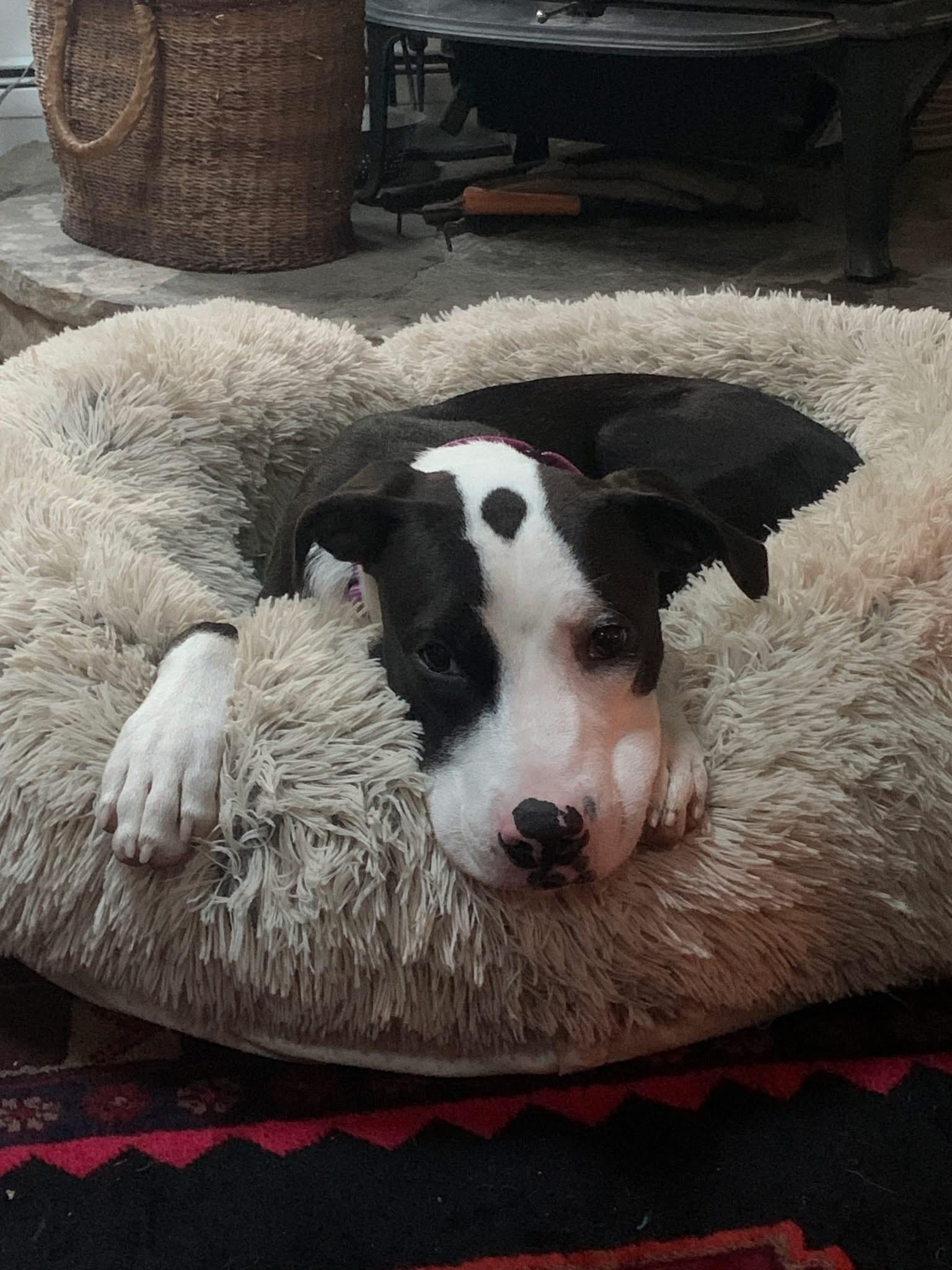Enlarge Dune, a Adoptable Mixed Breed in Highland, NY image 3/5