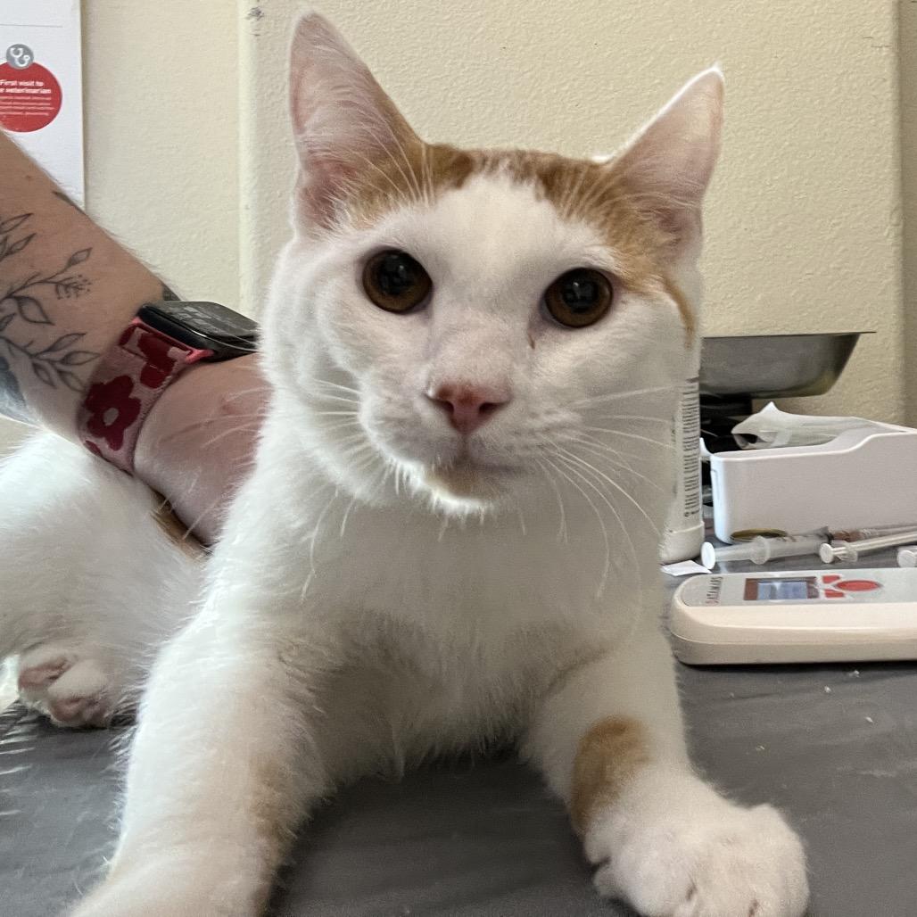 John, Adoptable, Young Male Domestic Short Hair.