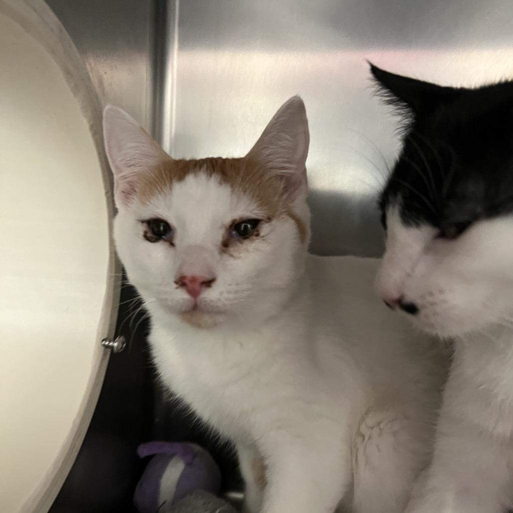 Enlarge John, a Adoptable Domestic Short Hair in Lexington, KY image 3/3