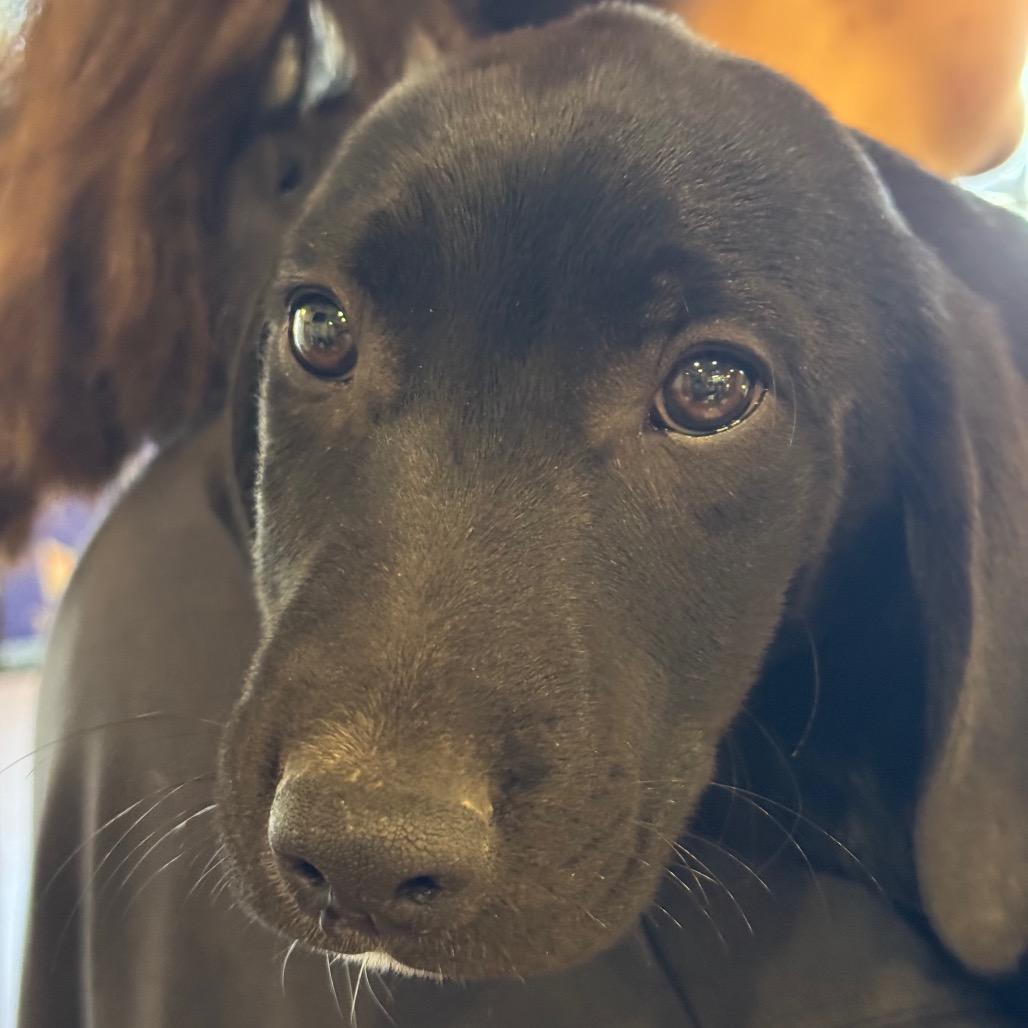 Tipsy, Adoptable, Puppy Male Cattle Dog & Hound.