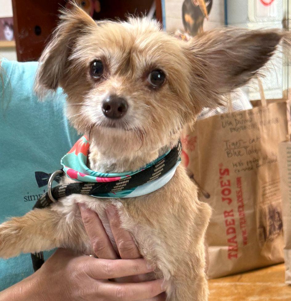 Willow, Adopted, Adult Female Chihuahua & Yorkshire Terrier.