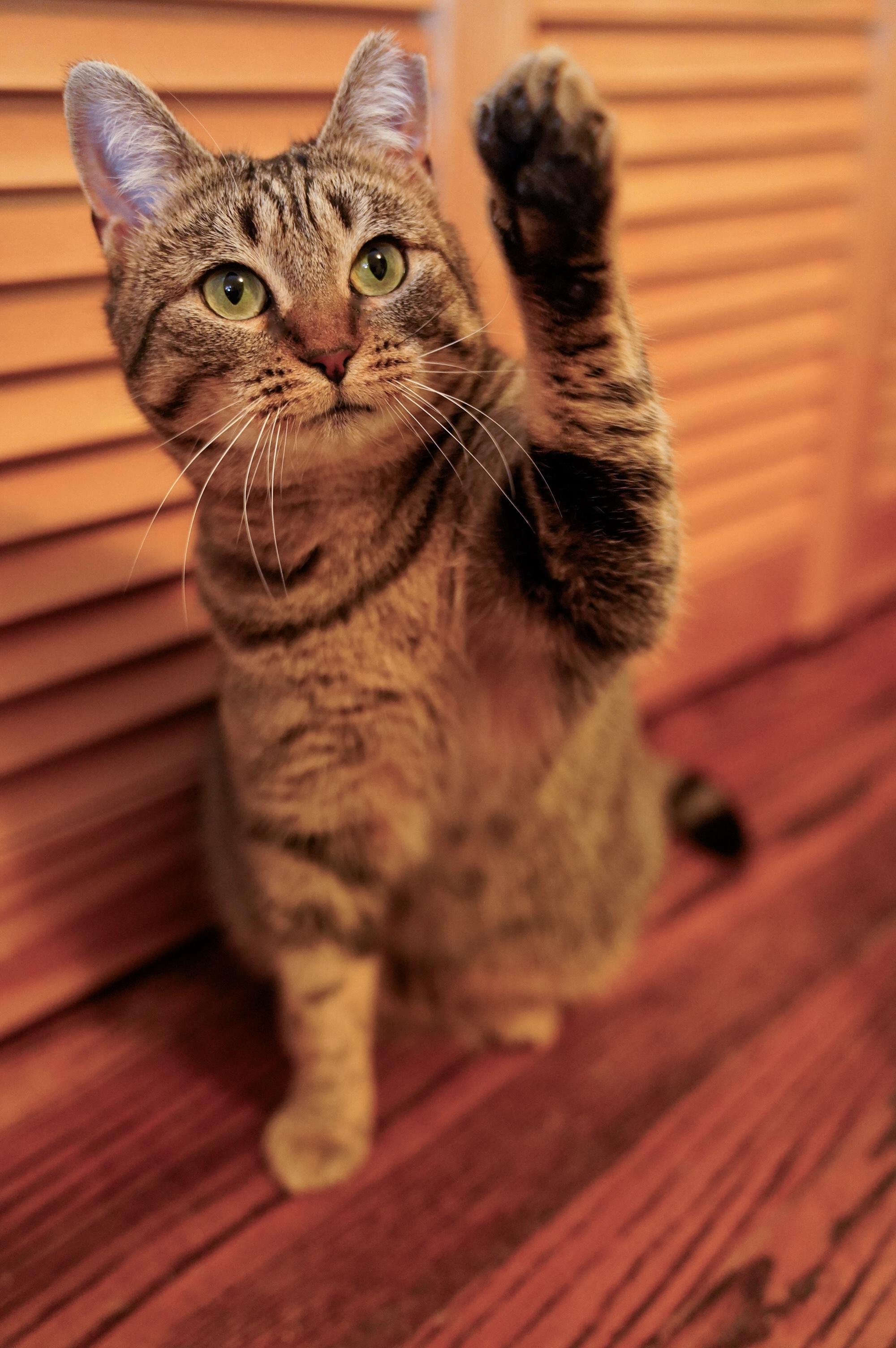 Farrah, ADOPTABLE, Young Female Domestic Short Hair.